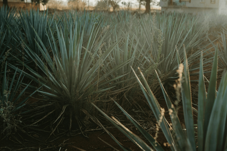 Field of agave plants