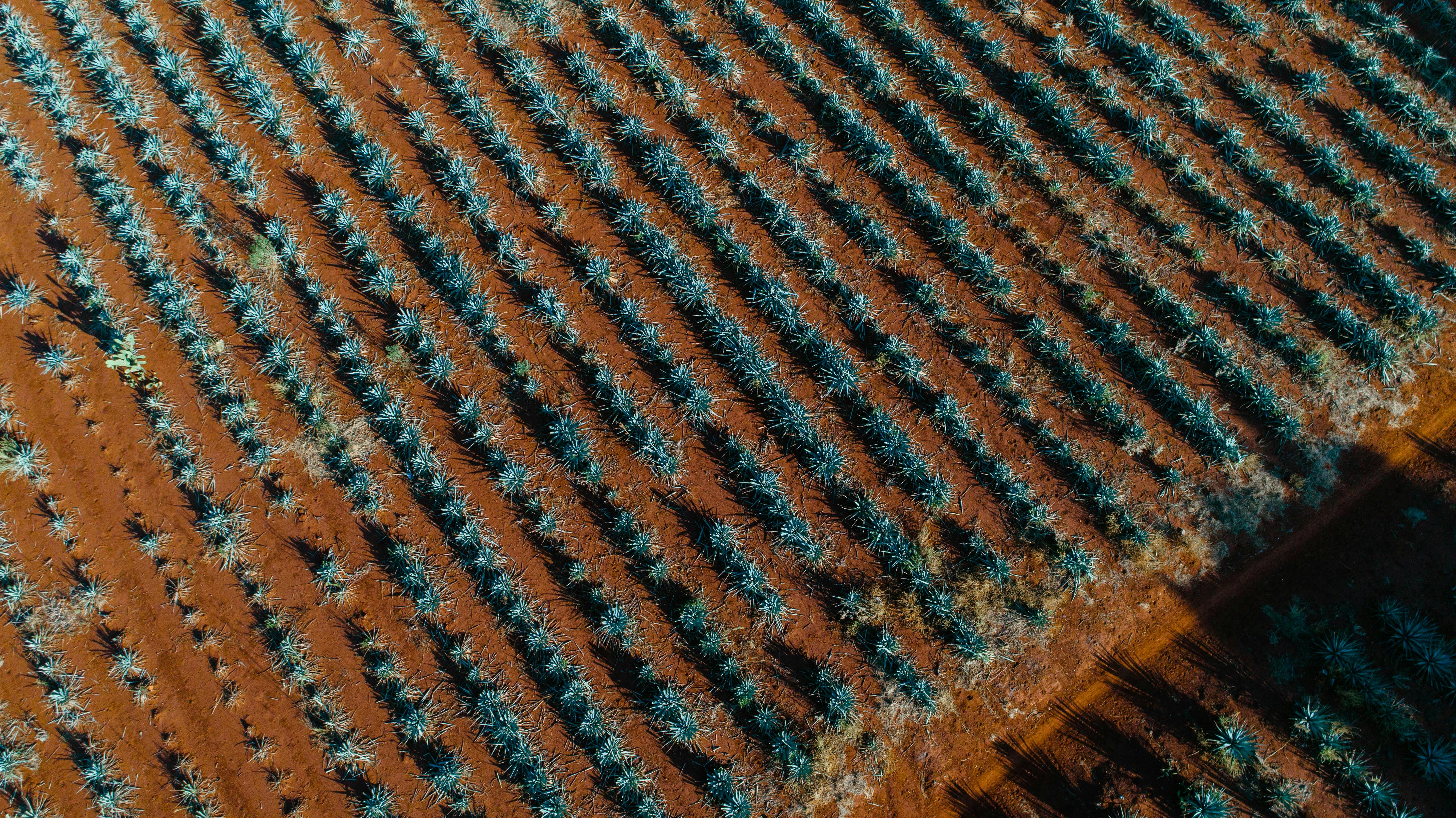 Agave field