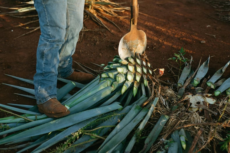 Agave harvest