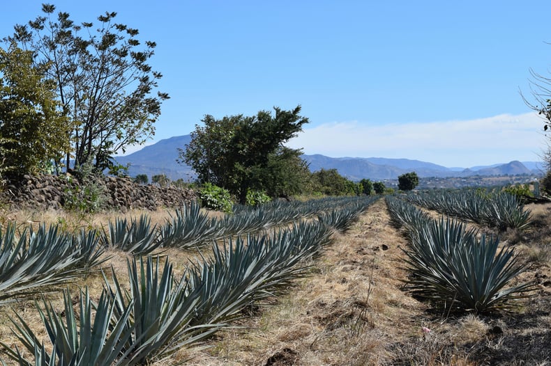 A field with rows of agave being grown