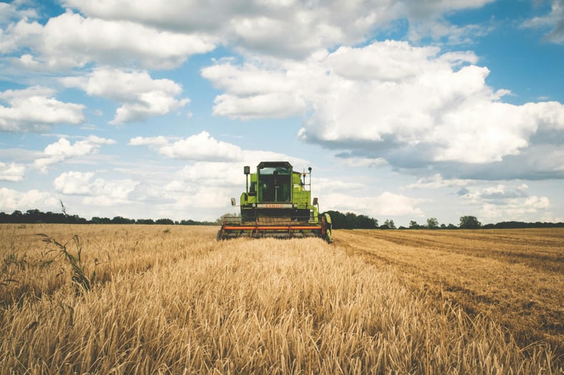 A combine harvester in a wheat field