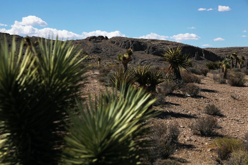 The Rise of Agave Spirits: Navigating a Tight Market and Exploring Alternatives 