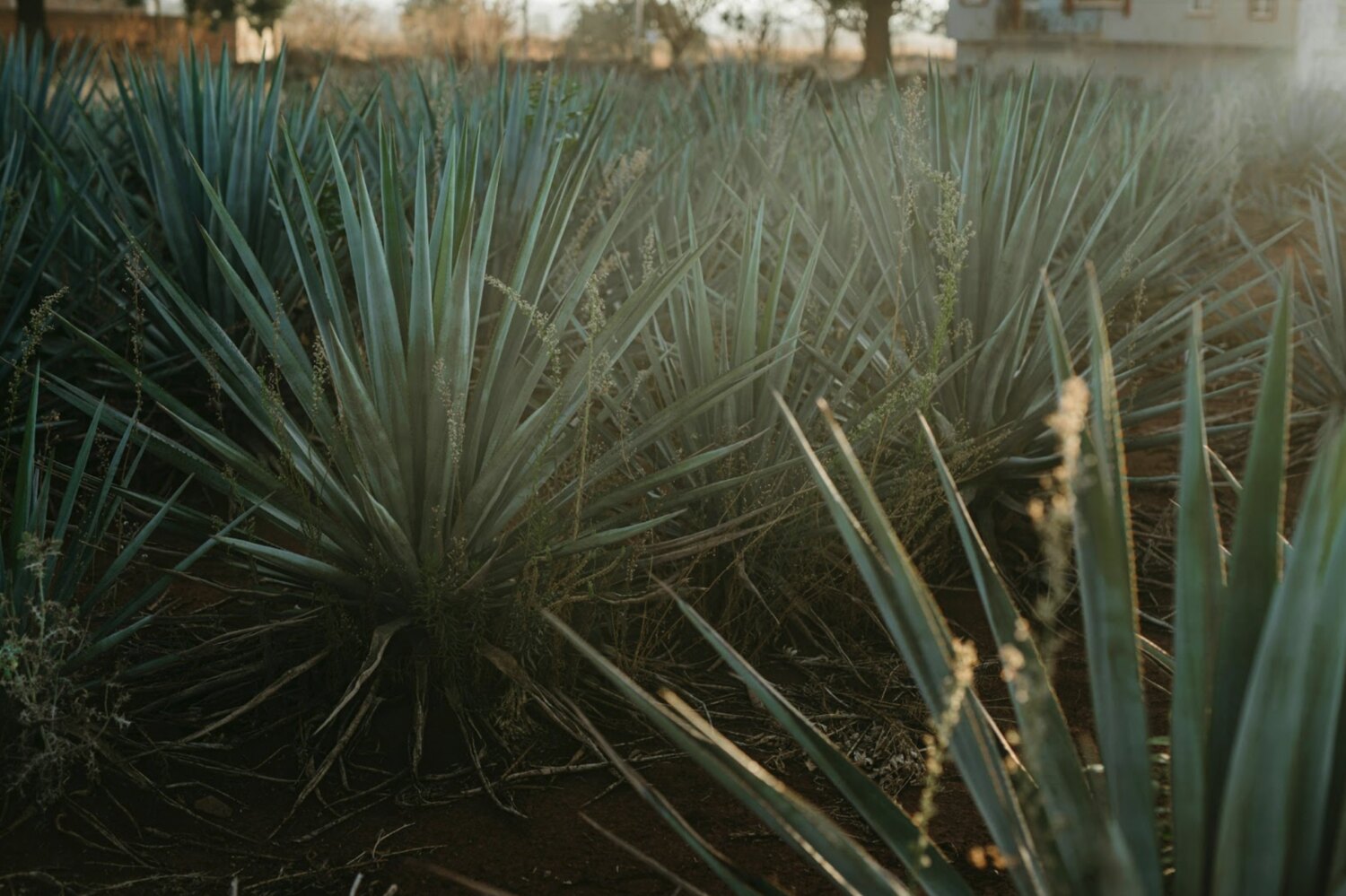 Agave Spirits: The Rise of Tequila Alternatives Without CRT Certification